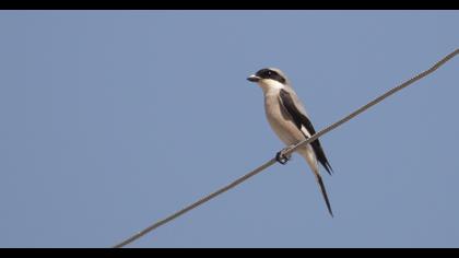 Lesser Grey Shrike