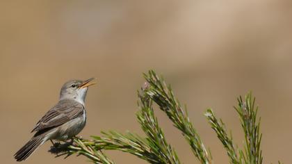 Upcher`s Warbler