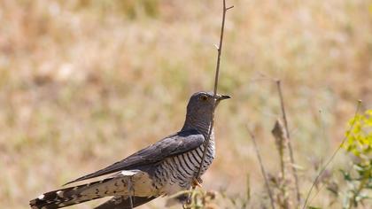 Common Cuckoo