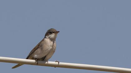 Common Whitethroat