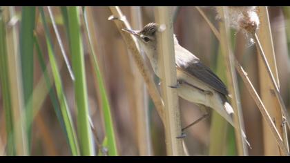 Eurasian Reed Warbler
