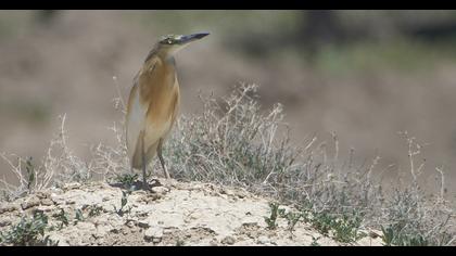 Squacco Heron