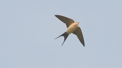 Red-rumped Swallow