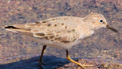 Temminck`s Stint