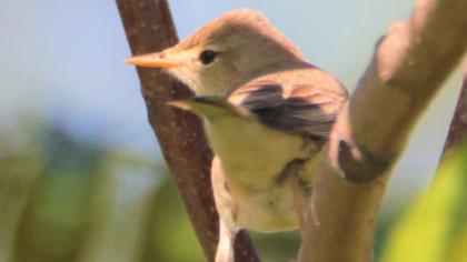 Eastern Olivaceous Warbler