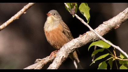 Ortolan Bunting