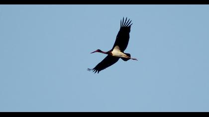 Black Stork