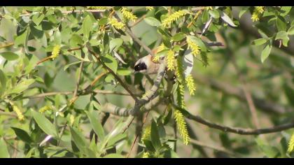 Eurasian Penduline Tit