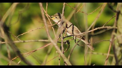 Eastern Olivaceous Warbler