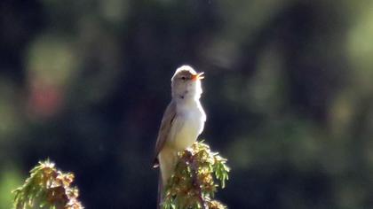 Upcher`s Warbler