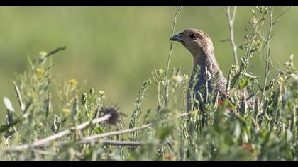Grey Partridge