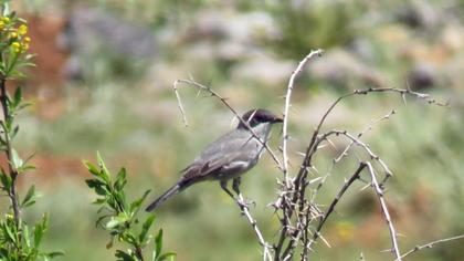 Eastern Orphean Warbler