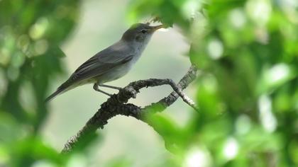 Olive-tree Warbler