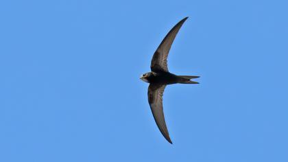 Common Swift
