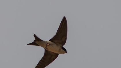 Common House Martin