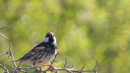 Spanish Sparrow