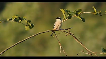 Lesser Grey Shrike