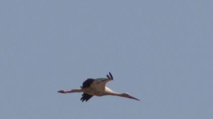 White Stork