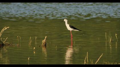 Black-winged Stilt