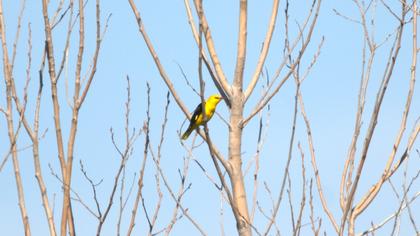 Eurasian Golden Oriole