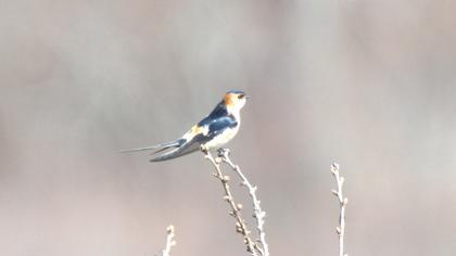 Red-rumped Swallow