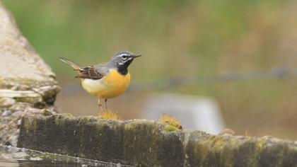 Grey Wagtail