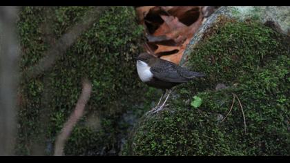 White-throated Dipper