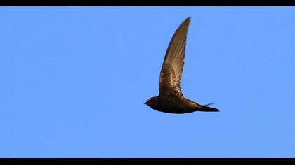 Common Swift
