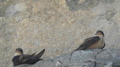 Eurasian Crag Martin