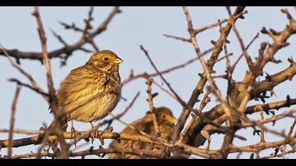 Corn Bunting