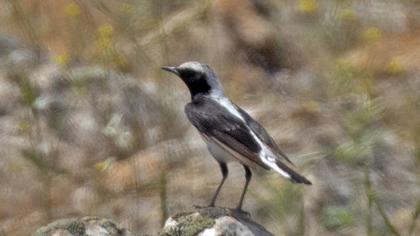 Finsch`s Wheatear