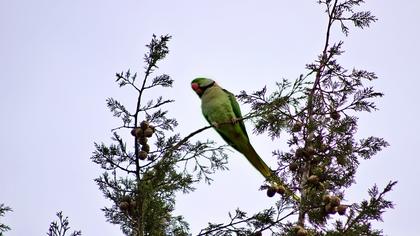 Alexandrine Parakeet