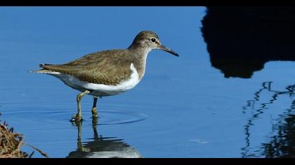 Common Sandpiper