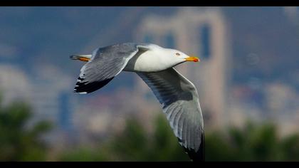Yellow-legged Gull
