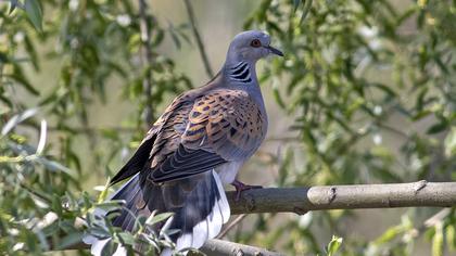 European Turtle Dove