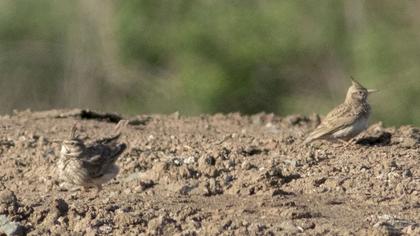 Crested Lark