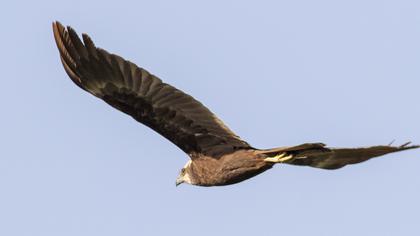 Western Marsh Harrier