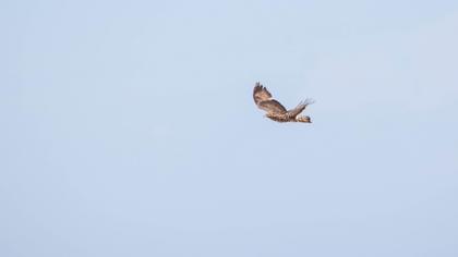 European Honey Buzzard