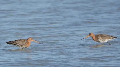 Black-tailed Godwit