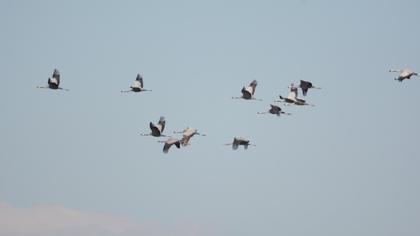 Common Crane