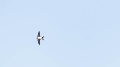 Common House Martin