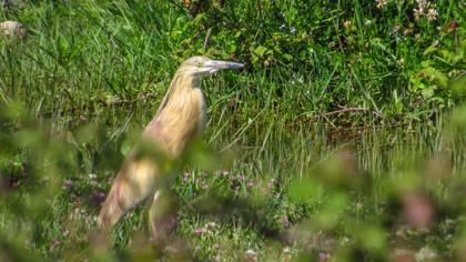 Squacco Heron