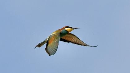 European Bee-eater