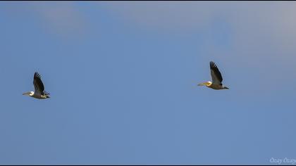 Great White Pelican