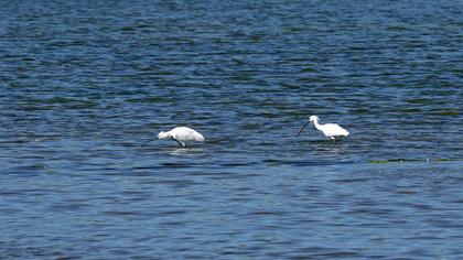 Eurasian Spoonbill