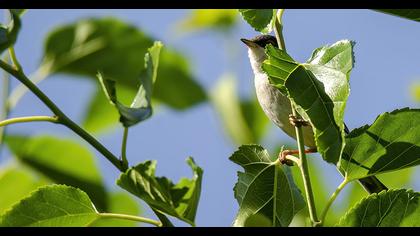 Sardinian Warbler