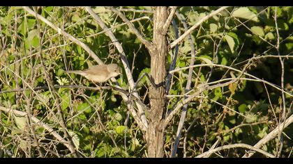 Common Whitethroat
