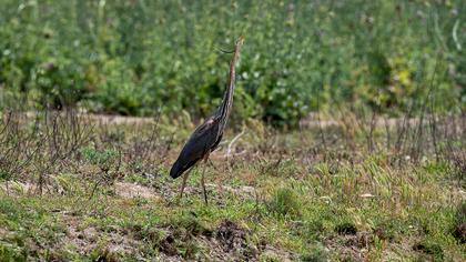 Purple Heron