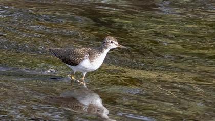 Common Sandpiper