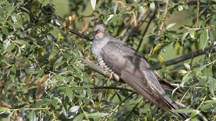 Common Cuckoo